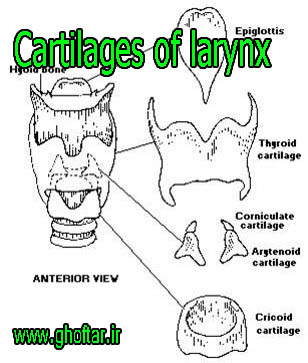 Cartilages of larynx