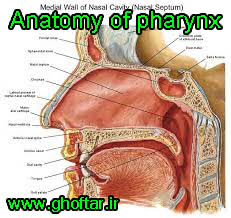 anatomy of pharynx