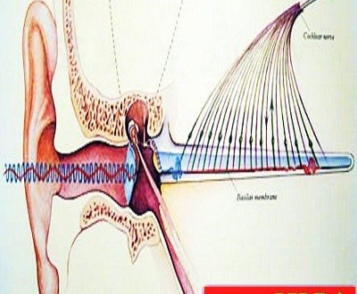 the-humans-auditory-range